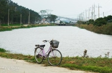 팽 당할 처지 700그루 팽나무, 이 섬으로 이주해 ‘명품숲’ 됐다