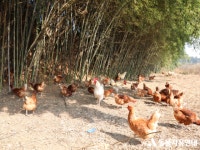 [애니청원] 케이지는 산란계에 가혹… 고유습성 보장토록 환경 개선해야