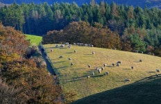 [왕태석의 빛으로 쓴 편지] 만추를 살찌우는 대관령 양떼목장