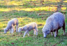[왕태석의 빛으로 쓴 편지] 만추를 살찌우는 대관령 양떼목장