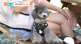 [HI★PICK] 태연·키·가비... 스타만큼 유명한 견플루언서