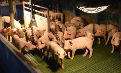 마취 없이 돼지 거세·꼬리 자르기… 공장식 축산 개선해야