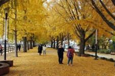 하늘과 도로, 황금물결 수놓은 아산 곡교천 은행나뭇길