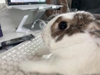 [토끼랑 산다] 400년 된 오두막이 토끼 때문에 로또가 됐다