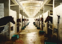 해마다 퇴역마 1400두…경기도 말고기 생산 나선다