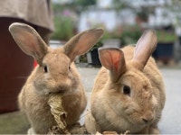 [토끼랑 산다] 두 마리 토끼를 잡았어요