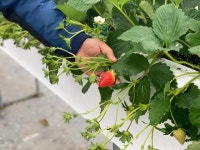 겨울 출하 앞둔 논산 딸기... 품종 한일전 승리로 해외서도 인기 [우리 고장 특산물]