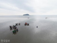 바다 질주하는 경운기 부대… 노을빛 촉촉한 서천갯벌 [자박자박 소읍탐방]