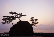 바다 질주하는 경운기 부대… 노을빛 촉촉한 서천갯벌 [자박자박 소읍탐방]