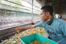 명문 법대 졸업생이 구더기 키우는 까닭 [슬라맛빠기! 인도네시아]