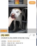 [가족] 주름 적다고 버려졌나… 해맑은 순둥이 샤페이 꿍이