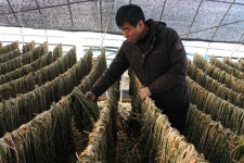 바람과 기다림, 절실함이 만든 웰빙나물 시래기를 아시나요 [우리 고장 특산물]