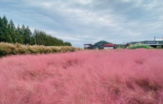 세종시 첫 민간정원에 목인동과 꽃밭에서