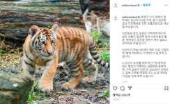 에버랜드 한국 호랑이 5남매 중 막내 ‘강산’, 기도 폐쇄로 질식사