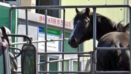 죽어라 달렸어도 다치면 도축… 경주마는 살고 싶었다