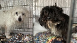 지난해 유실∙유기동물 12만마리… 40%는 보호소서 사망