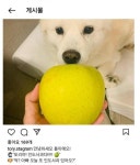 트위터서 부활한 토리아빠 윤석열 계정... 개 사과 인스타 폐쇄 석 달만