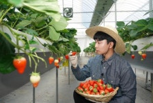 청년농부의 딸기·수해 입은 감자가 빵으로...SPC의 행복상생 [ESG클린리더스]