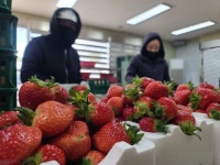 고령은 지금, 딸기 포장 삼매경