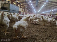 닭에게도 복지를 동물 복지 농장 인증제 도입했지만 6%만 실시