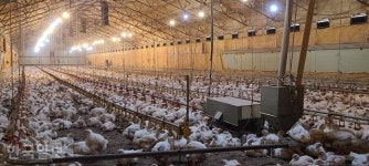 닭에게도 복지를 동물 복지 농장 인증제 도입했지만 6%만 실시