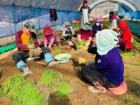 달래야~ 해풍 맞아 더욱 알싸하고 영양 풍부한 으뜸 봄나물