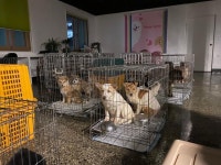 울진 산불 대피소 못 들어가는 반려동물들… 재난 때마다 되풀이