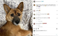 [가족] 개농장서 구조… 사람 껌딱지로 변신한 믹스견