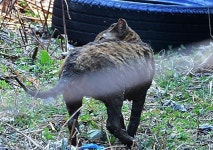 산불은 꺼졌지만 야옹이는 돌아오지 못했다 [사진잇슈]