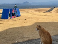 같이 살자냥... 제주 길냥이, 천덕꾸러기서 귀여운 이웃 변신 [유기동물 구조기]