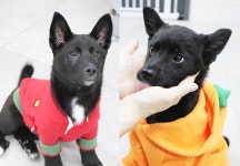 [가족] 재개발지역 숨어 살던 믹스견 가족, 병마 이기고 가족 찾아요