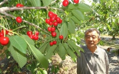 과일계 다이아몬드 경주 체리 80년 재배… 농촌 블루오션으로