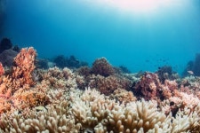 몰디브의 옥빛 바다와 하얀 산호초...그 뒤의 슬픈 사실 [이은경의 생명, 과학]