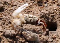목포 고하도에서 멸종위기 흰발농게 서식 확인