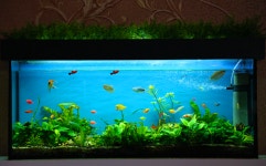 깨어진 수조가 돌아보게 만든 것 [삶과 문화]