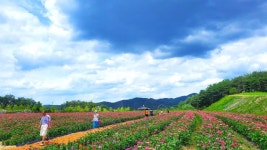 여름꽃밭으로 변신한 안동문화관광단지