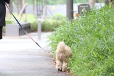 [지평선] 울산 개물림과 안락사