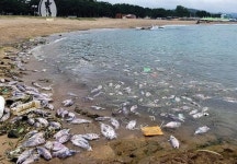 한류 동해에 난류성 참치 대량 출몰…이제 제주 방어도 동해서 잡혀