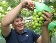 남양만서 불어온 해풍... 송산 포도가 더 달콤한 이유