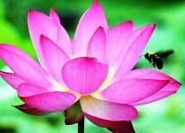 [왕태석의 빛으로 쓴 편지] 정신을 맑게 해주는 연꽃 향기