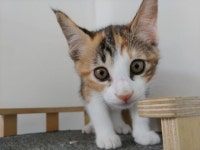 [가족] 경비아저씨 돌봄 받다 민원으로 쫓겨난 고양이 모녀