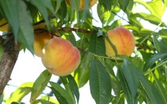 여름하면 장호원 황도... 달콤한 맛의 비밀 햇사레에 숨어있어