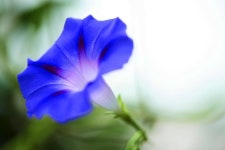 나팔꽃도 어울리게 피었습니다 [우리말 톺아보기]