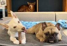 [가족] 다른 집 마당에 얹혀 살던 떠돌이 엄마개와 강아지 남매