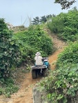 육쪽마늘 성지 가의도... 한참 걷다 보면 서해의 하와이