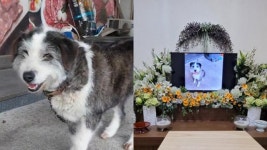 쓰러진 주인 살렸지만 보신탕집 넘겨진 복순이 사건… 처벌 가능할까