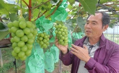 60년 포도의 고장 김천… 샤인머스캣으로 세계시장 개척