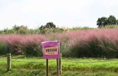 잠깐, 어서 나오세요… 핑크뮬리·댑싸리 오래 즐기는 법 [사진잇슈]