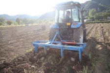 259년간 원주가 길러낸 조엄 고구마...말랭이·브리또로 달콤한 변신