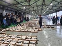 군산 홍어 맹추격에… 홍어 원조 흑산도 어획량 제한하라